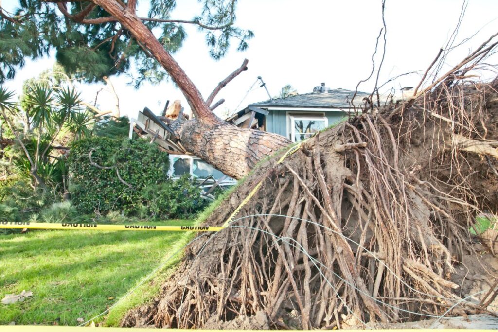 Arbre tombé sur toit